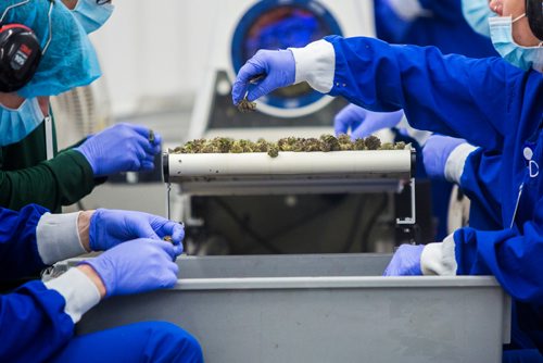 MIKAELA MACKENZIE / WINNIPEG FREE PRESS
Cannabis is harvested at the Delta 9 Cannabis facility in Winnipeg on Tuesday, April 2, 2019.  For Solomon Israel story.
Winnipeg Free Press 2019.