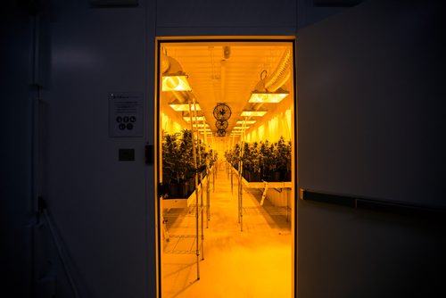 MIKAELA MACKENZIE / WINNIPEG FREE PRESS
Cannabis growing areas at the Delta 9 Cannabis facility in Winnipeg on Tuesday, April 2, 2019.  For Solomon Israel story.
Winnipeg Free Press 2019.