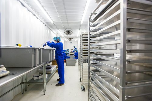 MIKAELA MACKENZIE / WINNIPEG FREE PRESS
Brett Comrie, harvesting lead hand, harvest cannabis at the Delta 9 Cannabis facility in Winnipeg on Tuesday, April 2, 2019.  For Solomon Israel story.
Winnipeg Free Press 2019.