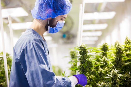 MIKAELA MACKENZIE / WINNIPEG FREE PRESS
Benjamin Doerksen, production associate, trims plants at the Delta 9 Cannabis facility in Winnipeg on Tuesday, April 2, 2019.  For Solomon Israel story.
Winnipeg Free Press 2019.