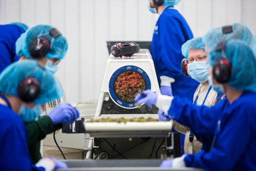 MIKAELA MACKENZIE / WINNIPEG FREE PRESS
Cannabis is harvested at the Delta 9 Cannabis facility in Winnipeg on Tuesday, April 2, 2019.  For Solomon Israel story.
Winnipeg Free Press 2019.