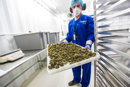 MIKAELA MACKENZIE / WINNIPEG FREE PRESS
Brett Comrie, harvesting lead hand, shows off a tray of harvested cannabis at the Delta 9 Cannabis facility in Winnipeg on Tuesday, April 2, 2019.  For Solomon Israel story.
Winnipeg Free Press 2019.