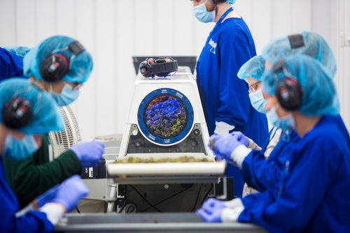 MIKAELA MACKENZIE / WINNIPEG FREE PRESS
Cannabis is harvested at the Delta 9 Cannabis facility in Winnipeg on Tuesday, April 2, 2019.  For Solomon Israel story.
Winnipeg Free Press 2019.