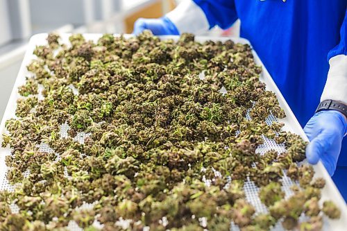 MIKAELA MACKENZIE / WINNIPEG FREE PRESS
Brett Comrie, harvesting lead hand, shows off a tray of harvested cannabis at the Delta 9 Cannabis facility in Winnipeg on Tuesday, April 2, 2019.  For Solomon Israel story.
Winnipeg Free Press 2019.