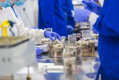 MIKAELA MACKENZIE / WINNIPEG FREE PRESS
Joints are pre-rolled at the Delta 9 Cannabis facility in Winnipeg on Tuesday, April 2, 2019.  For Solomon Israel story.
Winnipeg Free Press 2019.