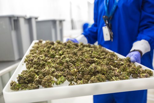 MIKAELA MACKENZIE / WINNIPEG FREE PRESS
Brett Comrie, harvesting lead hand, shows off a tray of harvested cannabis at the Delta 9 Cannabis facility in Winnipeg on Tuesday, April 2, 2019.  For Solomon Israel story.
Winnipeg Free Press 2019.