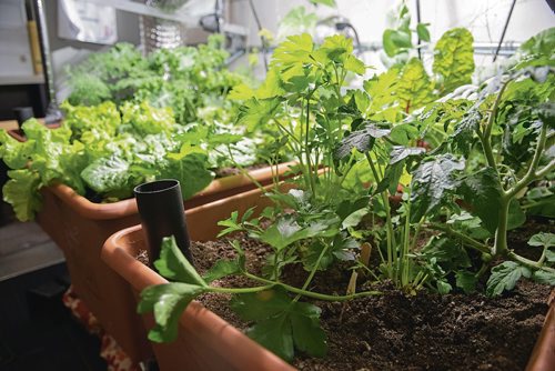 Canstar Community News April 11, 2019 - Students at Ecole Dieppe in Charleswood are growing vegetables in their classroom. (EVA WASNEY/CANSTAR COMMUNITY NEWS/METRO)