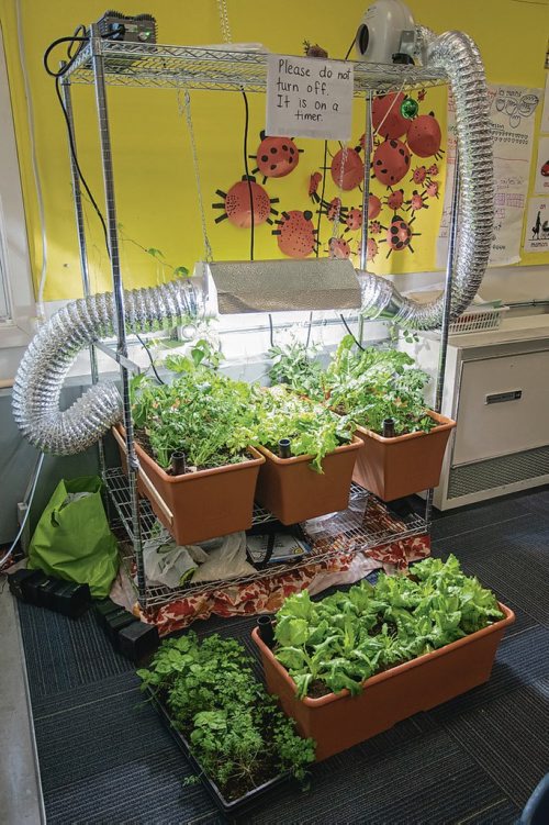 Canstar Community News April 11, 2019 - Students at Ecole Dieppe in Charleswood are growing vegetables in their classroom. (EVA WASNEY/CANSTAR COMMUNITY NEWS/METRO)