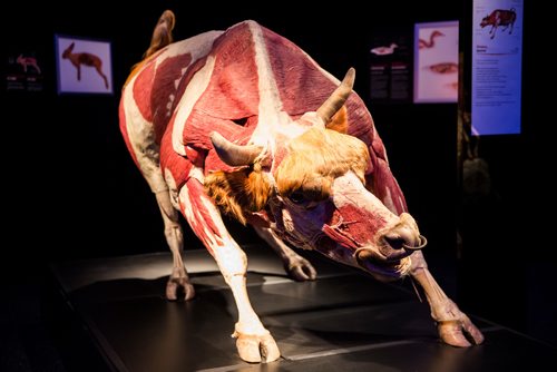 MIKAELA MACKENZIE/WINNIPEG FREE PRESS
The media preview for Animal Inside Out exhibition at the Manitoba Museum in Winnipeg on Tuesday, April 16, 2019. For Jill Wilson story.
Winnipeg Free Press 2019