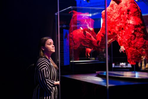 MIKAELA MACKENZIE/WINNIPEG FREE PRESS
Sarah Ferrari takes a look at the preserved blood vessels of a horse's head at the media preview or Animal Inside Out exhibition at the Manitoba Museum in Winnipeg on Tuesday, April 16, 2019. For Jill Wilson story.
Winnipeg Free Press 2019