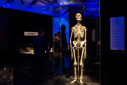 MIKAELA MACKENZIE/WINNIPEG FREE PRESS
A human skeleton at the media preview for Animal Inside Out exhibition at the Manitoba Museum in Winnipeg on Tuesday, April 16, 2019. For Jill Wilson story.
Winnipeg Free Press 2019