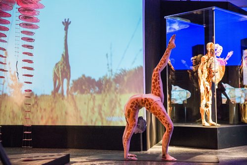 MIKAELA MACKENZIE/WINNIPEG FREE PRESS
Contortionist Samantha Halas poses as a giraffe at the media preview for Animal Inside Out exhibition at the Manitoba Museum in Winnipeg on Tuesday, April 16, 2019. For Jill Wilson story.
Winnipeg Free Press 2019