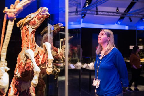 MIKAELA MACKENZIE/WINNIPEG FREE PRESS
Diana Robson, curator of botany at the museum, takes a look at the media preview for Animal Inside Out exhibition at the Manitoba Museum in Winnipeg on Tuesday, April 16, 2019. For Jill Wilson story.
Winnipeg Free Press 2019