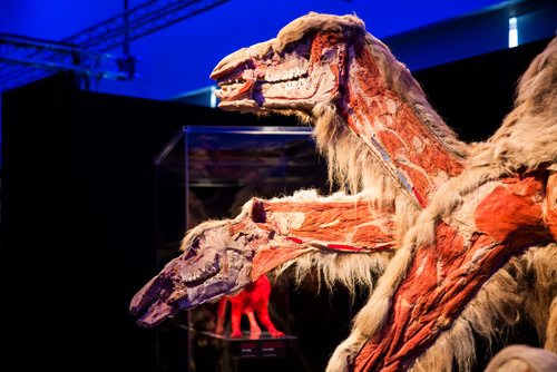 MIKAELA MACKENZIE/WINNIPEG FREE PRESS
The media preview for Animal Inside Out exhibition at the Manitoba Museum in Winnipeg on Tuesday, April 16, 2019. For Jill Wilson story.
Winnipeg Free Press 2019