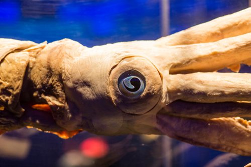 MIKAELA MACKENZIE/WINNIPEG FREE PRESS
A preserved squid at the media preview for Animal Inside Out exhibition at the Manitoba Museum in Winnipeg on Tuesday, April 16, 2019. For Jill Wilson story.
Winnipeg Free Press 2019