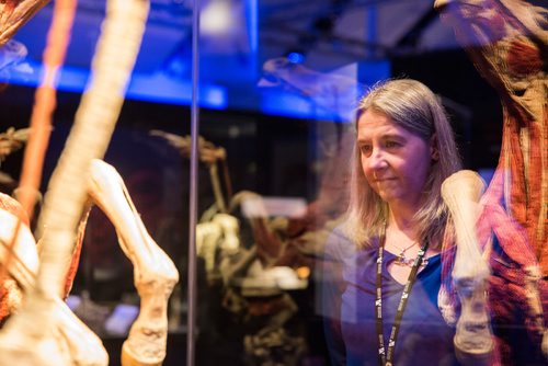 MIKAELA MACKENZIE/WINNIPEG FREE PRESS
Diana Robson, curator of botany at the museum, takes a look at the media preview for Animal Inside Out exhibition at the Manitoba Museum in Winnipeg on Tuesday, April 16, 2019. For Jill Wilson story.
Winnipeg Free Press 2019