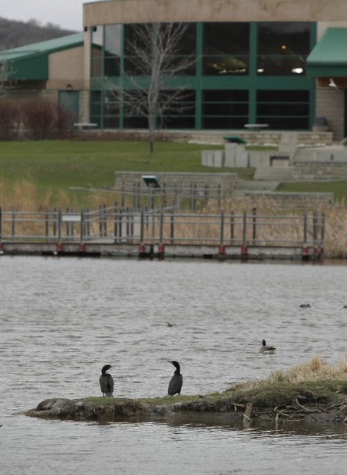 Brandon Sun A pair of cormorants stand the point of an island with the Riverbank Discovery Centre in the background on Friday evening. (Bruce Bumstead/Brandon Sun)