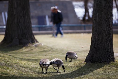 JOHN WOODS / WINNIPEG FREE PRESS
People enjoy a walk amongst the geese at the Forks in Winnipeg Easter Sunday, April 21, 2019.

Reporter: standup