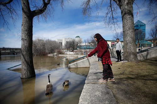 JOHN WOODS / WINNIPEG FREE PRESS
Noor Bint Sajjad feeds geese at the Forks in Winnipeg Easter Sunday, April 21, 2019.

Reporter: standup