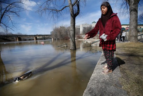 JOHN WOODS / WINNIPEG FREE PRESS
Noor Bint Sajjad feeds geese at the Forks in Winnipeg Easter Sunday, April 21, 2019.

Reporter: standup