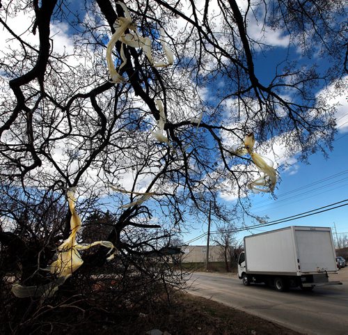 PHIL HOSSACK / WINNIPEG FREE PRESS -Plastic sheeting hangs from a maple tree at Doublin and Border. See story -  April 22, 2019.