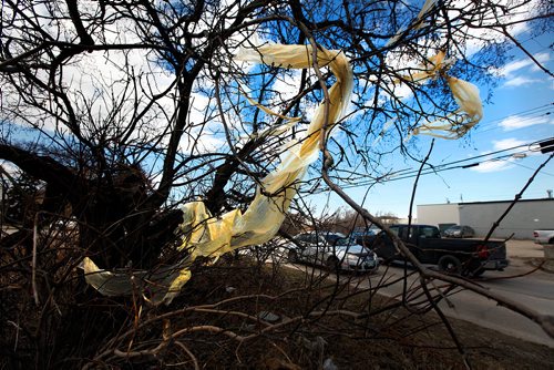 PHIL HOSSACK / WINNIPEG FREE PRESS -Plastic sheeting hangs from a maple tree at Doublin and Border. See story - April 22, 2019.
