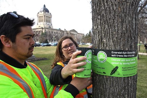 MIKE DEAL / WINNIPEG FREE PRESS
Mike Sonnasinh and Fiona Ross from the MB Forestry and Peatlands Branch put up tree bands as part of Invasive Species Awareness Week on the grounds of the Manitoba Legislative building highlighting which trees are going to die because of the Emerald ash borer. 
190423 - Tuesday, April 23, 2019
