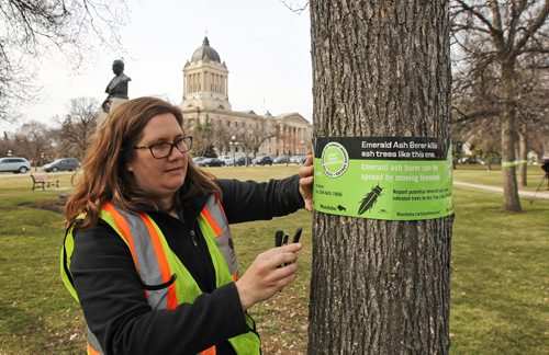 MIKE DEAL / WINNIPEG FREE PRESS
Fiona Ross from the MB Forestry and Peatlands Branch puts up tree bands as part of Invasive Species Awareness Week on the grounds of the Manitoba Legislative building highlighting which trees are going to die because of the Emerald ash borer. 
190423 - Tuesday, April 23, 2019