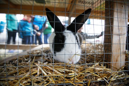 JOHN WOODS / WINNIPEG FREE PRESS
New Zealand-California cross rabbits at the Fort Whyte Earth Day event in Winnipeg Sunday, April 28, 2019.

Reporter: standup