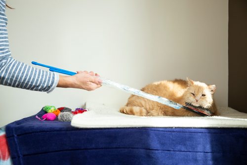 MIKAELA MACKENZIE/WINNIPEG FREE PRESS
Dale, a street cat who was saved by a number of people working together to socialize him to be the affectionate and approachable cat he is now, gets scratched by his favourite brush in St. Andrews on Tuesday, April 30, 2019. For Ashley Prest story.
Winnipeg Free Press 2019