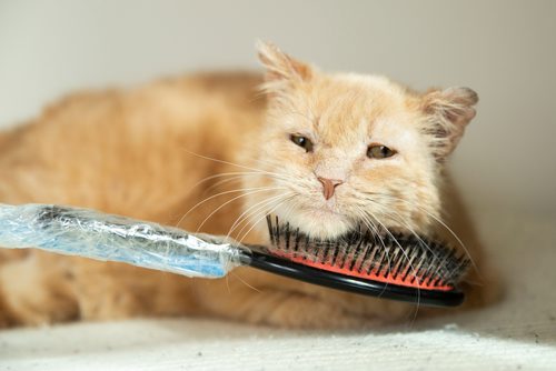 MIKAELA MACKENZIE/WINNIPEG FREE PRESS
Dale, a street cat who was saved by a number of people working together to socialize him to be the affectionate and approachable cat he is now, gets scratched by his favourite brush in St. Andrews on Tuesday, April 30, 2019. For Ashley Prest story.
Winnipeg Free Press 2019