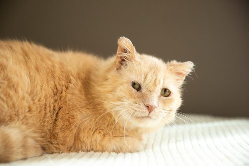 MIKAELA MACKENZIE/WINNIPEG FREE PRESS
Dale, a street cat who was saved by a number of people working together to socialize him to be the affectionate and approachable cat he is now, in St. Andrews on Tuesday, April 30, 2019. For Ashley Prest story.
Winnipeg Free Press 2019