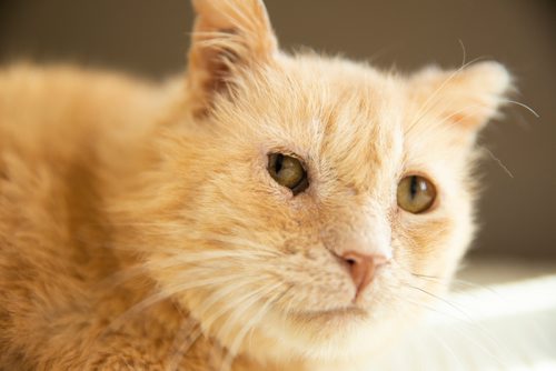 MIKAELA MACKENZIE/WINNIPEG FREE PRESS
Dale, a street cat who was saved by a number of people working together to socialize him to be the affectionate and approachable cat he is now, in St. Andrews on Tuesday, April 30, 2019. For Ashley Prest story.
Winnipeg Free Press 2019