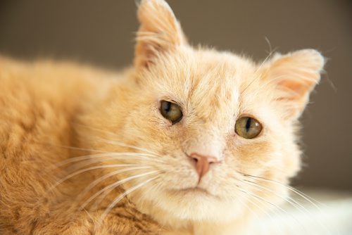 MIKAELA MACKENZIE/WINNIPEG FREE PRESS
Dale, a street cat who was saved by a number of people working together to socialize him to be the affectionate and approachable cat he is now, in St. Andrews on Tuesday, April 30, 2019. For Ashley Prest story.
Winnipeg Free Press 2019