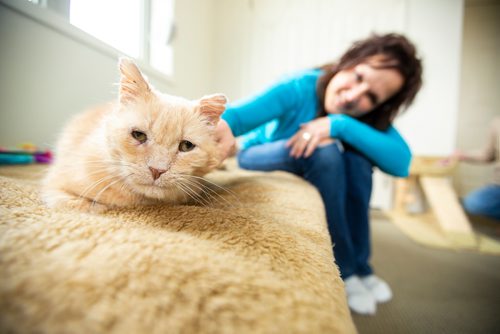 MIKAELA MACKENZIE/WINNIPEG FREE PRESS
Dale, a street cat who was saved by a number of people working together to socialize him to be the affectionate and approachable cat he is now, and his foster mom Brenda Meyer in St. Andrews on Tuesday, April 30, 2019. For Ashley Prest story.
Winnipeg Free Press 2019