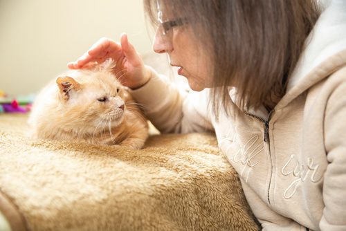 MIKAELA MACKENZIE/WINNIPEG FREE PRESS
Dale, a street cat who was saved by a number of people working together to socialize him to be the affectionate and approachable cat he is now, and Claudia Allen, director of Winnipeg's Lost Cat Alert, in St. Andrews on Tuesday, April 30, 2019. For Ashley Prest story.
Winnipeg Free Press 2019