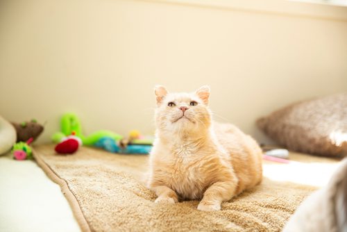 MIKAELA MACKENZIE/WINNIPEG FREE PRESS
Dale, a street cat who was saved by a number of people working together to socialize him to be the affectionate and approachable cat he is now, in St. Andrews on Tuesday, April 30, 2019. For Ashley Prest story.
Winnipeg Free Press 2019