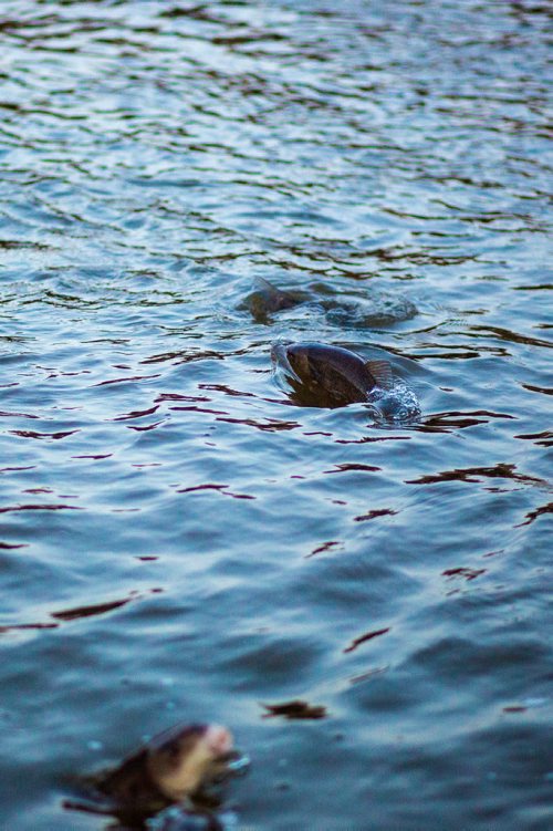 MIKAELA MACKENZIE/WINNIPEG FREE PRESS
The creek boils with suckerfish swimming upstream in Westbourne, Manitoba on Monday, April 22, 2019. 
Winnipeg Free Press 2019