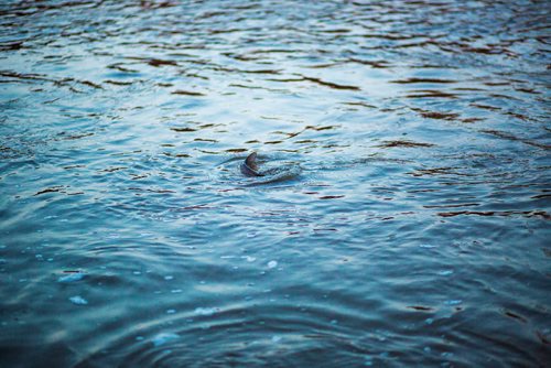 MIKAELA MACKENZIE/WINNIPEG FREE PRESS
The creek boils with suckerfish swimming upstream in Westbourne, Manitoba on Monday, April 22, 2019. 
Winnipeg Free Press 2019