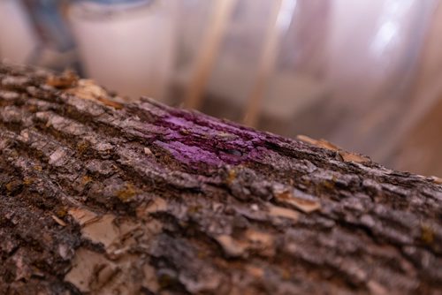 SASHA SEFTER / WINNIPEG FREE PRESS
An ash tree marked with purple paint to signify that it is diseased sits in Mike McGarry's warehouse.
190501 - Wednesday, May 01, 2019.