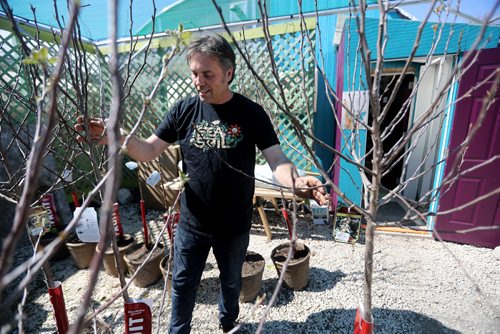 TREVOR HAGAN / WINNIPEG FREE PRESS
Dave Hanson at Sage Gardens Greenhouse, for Declan story, Thursday, May 9, 2019.
