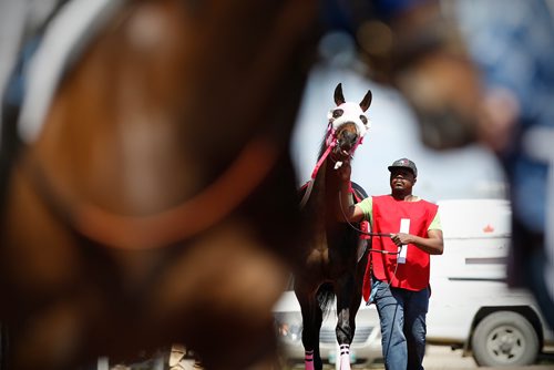 JOHN WOODS / WINNIPEG FREE PRESS
Is Bourbon takes a walk around the paddock with other horses prior to the first race on opening day at Assiniboia Downs in Winnipeg Sunday, May 12, 2019.

Reporter: Sports Feature