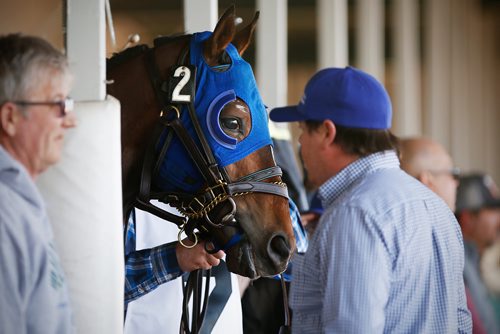 JOHN WOODS / WINNIPEG FREE PRESS
Kings Revenge waits for race time in the paddock on opening day at Assiniboia Downs in Winnipeg Sunday, May 12, 2019.

Reporter: Sports Feature