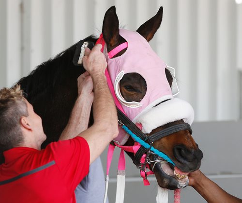 JOHN WOODS / WINNIPEG FREE PRESS
Is Bourbon gets its race number in the paddock prior to the first race on opening day at Assiniboia Downs in Winnipeg Sunday, May 12, 2019.

Reporter: Sports Feature