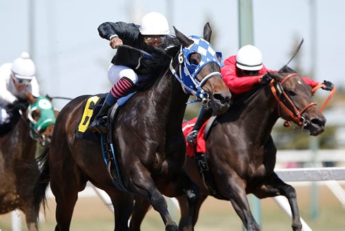 JOHN WOODS / WINNIPEG FREE PRESS
Miss Dilly Daily (6), black, leads Beautiful Bev (1), red, in the final stretch of the second race on opening day at Assiniboia Downs in Winnipeg Sunday, May 12, 2019.

Reporter: Sports Feature