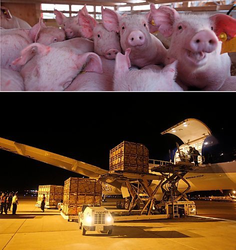 BORIS.MINKEVICH@FREEPRESS.MB.CA BORIS MINKEVICH / WINNIPEG FREE PRESS  090526 Pigs being loaded onto a Boeing 777 to be shipped to Russia.