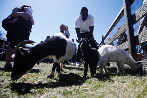 JOHN WOODS / WINNIPEG FREE PRESS
Adults and children pet farm animals in a petting farm in the family area at the Assiniboia downs in Winnipeg Monday, May 20, 2019. 
Reporter: Standup