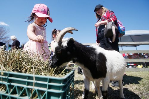 JOHN WOODS / WINNIPEG FREE PRESS
Ruby Qin, 2,feeds goats while visiting the petting farm in the family area at the Assiniboia downs in Winnipeg Monday, May 20, 2019. 
Reporter: Standup