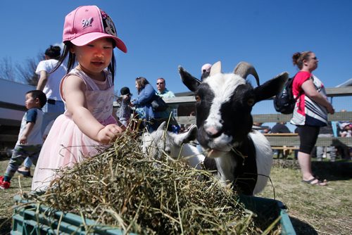 JOHN WOODS / WINNIPEG FREE PRESS
Ruby Qin, 2,feeds goats while visiting the petting farm in the family area at the Assiniboia downs in Winnipeg Monday, May 20, 2019. 
Reporter: Standup