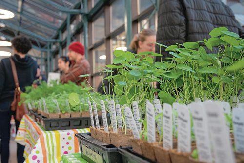 Canstar Community News The University of Winnipeg biology department's annual plant giveaway. (EVA WASNEY/CANSTAR COMMUNITY NEWS/METRO)